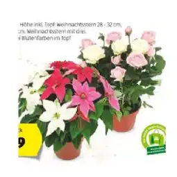 Hofer Weihnachtsstern-Trio/ Rosen-Duo Xmas HOFER Angebot