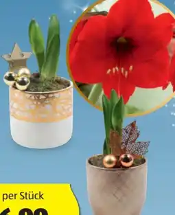 Hofer Amaryllis Xmas Angebot