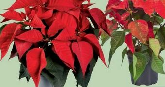 Lidl Weihnachtsstern Mehrtrieber Angebot