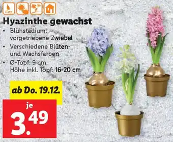 Lidl Hyazinthe gewachst Angebot