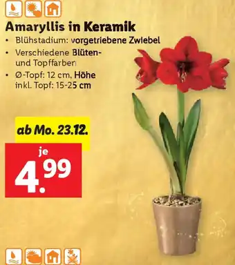 Lidl Amaryllis in Keramik Angebot