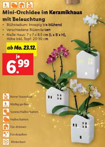 Lidl Mini-Orchidee im Keramikhaus mit Beleuchtung Angebot