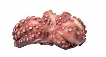 Transgourmet Octopus Pulpo Tasse Angebot