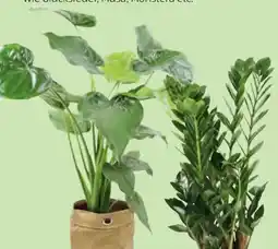 Hofer Grünpflanzen Angebot