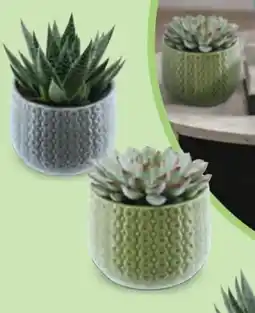 Hofer Sukkulenten Angebot