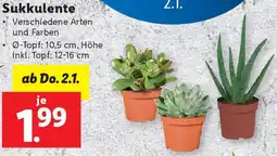 Lidl Sukkulente Angebot