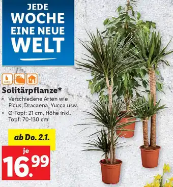 Lidl Solitärpflanze Angebot