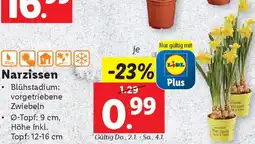 Lidl Narzissen Angebot