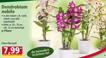 Norma Dendrobium nobile Angebot