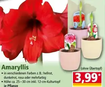 Norma Amaryllis Angebot