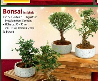 Norma Bonsai Angebot