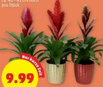 PENNY Vriesea Guzmania Mix Angebot