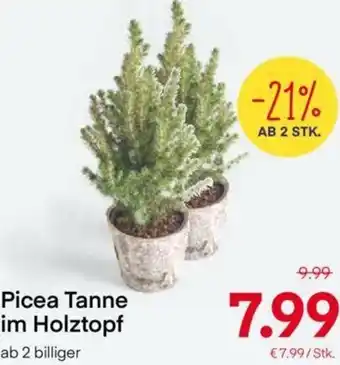 MPreis Picea Tanne Im Holztopf Angebot