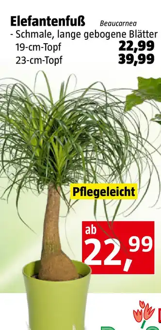 Bauhaus Elefantenfuß Beaucarnea Angebot