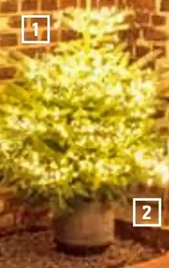 OBI Getopfter Weihnachtsbaum Angebot