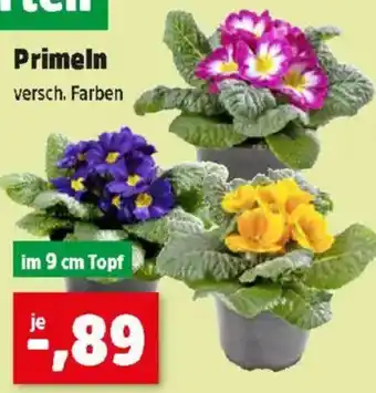 Thomas Philipps Primeln Angebot