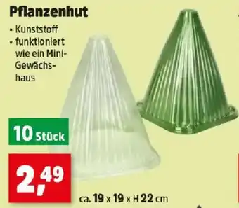 Thomas Philipps Pflanzenhut Angebot