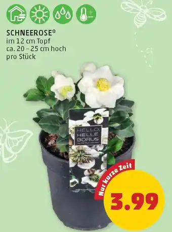PENNY Schneerose Angebot