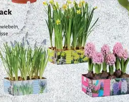 Lidl Blumenzwiebeln Angebot