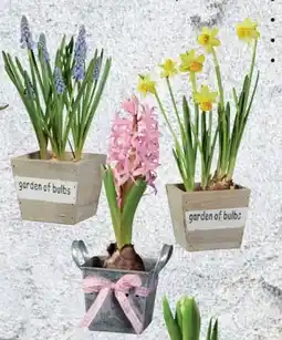 Lidl Blumenzwiebeln Angebot