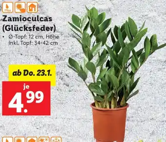 Lidl Zamioculcas (Glücksfeder) Angebot