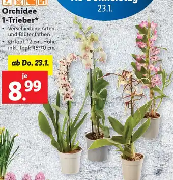 Lidl Orchidee Angebot