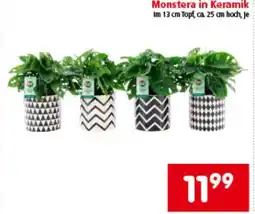 Interspar Monstera in Keramik Angebot