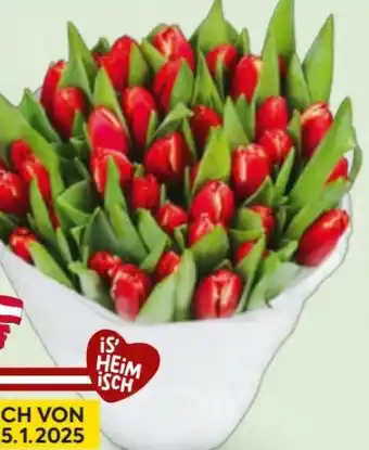 Billa Markttulpen Angebot