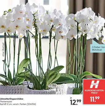 Hellweg Schmetterlingsorchidee Angebot