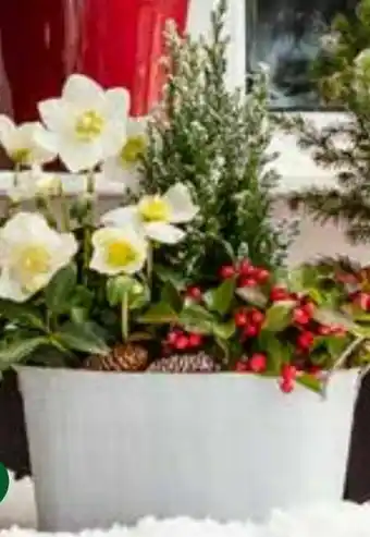 Dehner Christrosen-Arrangements Angebot