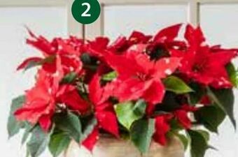Dehner Weihnachtsstern Angebot