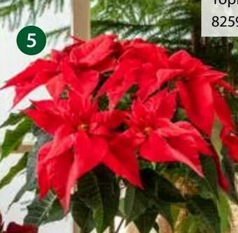 Dehner Weihnachtsstern Angebot