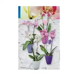 Lidl Orchidee im Glasübertopf mit Stecker versch. Topf- und Blütenfarben Lidl Angebot