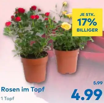 T&G Rosen im Topf Angebot