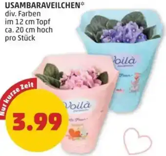 PENNY Usambaraveilchen Angebot