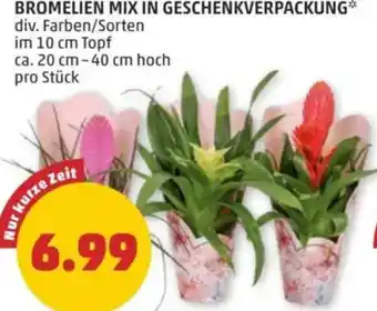 PENNY Bromelien mix in geschenkverpackung Angebot