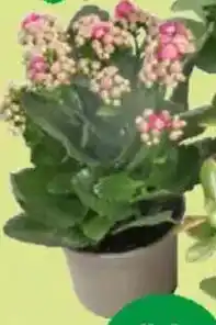 Thomas Philipps Kalanchoe Angebot