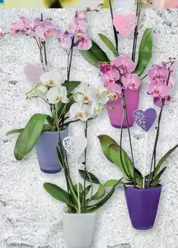 Lidl Orchideen Angebot