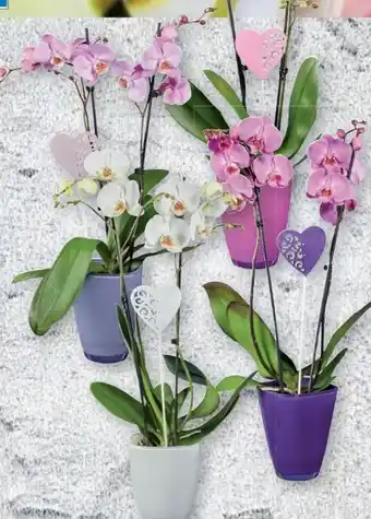 Lidl Orchideen Angebot