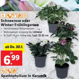 Lidl Schneerose oder Winter-Frühlingsrose Angebot