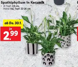 Lidl Spathiphyllum in Keramik Angebot