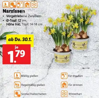 Lidl Narzissen Angebot