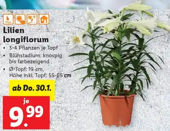 Lidl Lilien longiflorum Angebot