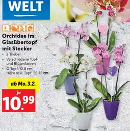 Lidl Orchidee im Glasübertopf mit Stecker Angebot