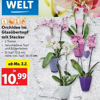 Lidl Orchidee im Glasübertopf mit Stecker Angebot