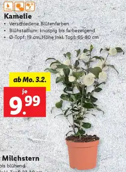 Lidl Kamelie Angebot