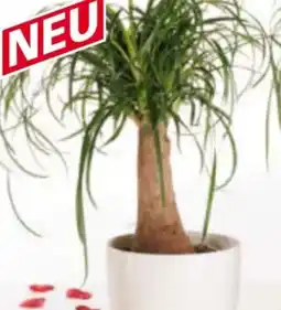 Norma Elefantenfuß XL Beaucarnea Recurvata Angebot