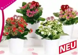 Norma Kalanchoe Calandiva Angebot