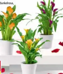 Norma Calla Zantedeschia Angebot