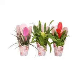 PENNY Bromelien Mix in Geschenkverpackung div. Farben/Sorten Penny Angebot